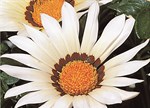 Gazania rigens 'New Day White'