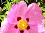 Cistus x purpureus 'Brilliancy'