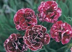 Dianthus 'Old Velvet'