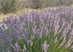 Lavandula angustifolia 'Bee'