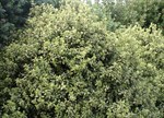 Pittosporum tenuifolium 'Irene Patterson'