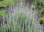 Lavandula dentata 'Ploughman's Blue'