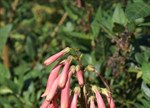 Phygelius aequalis 'Pink Puff'