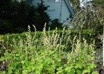 Tellima grandiflora 'Forest Frost'