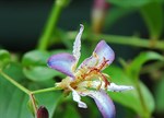 Tricyrtis 'Taipei Silk'