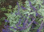 Salvia 'Anthony Parker'