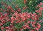 Diascia cordata 'Whisper Pumpkin'