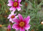 Coreopsis rosea 'Sweet Dreams'