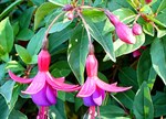 Fuchsia 'Florabelle'