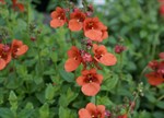 Diascia cordata 'Whisper Pumpkin'