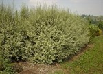 Pittosporum tenuifolium 'Stirling Mist'