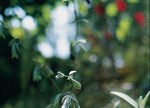 Salvia discolor