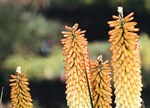 Kniphofia 'Cobra'