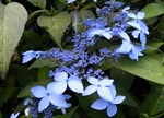 Hydrangea serrata 'Crug Cobalt'