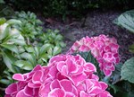 Hydrangea macrophylla 'Saturn'