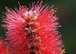 Callistemon citrinus