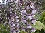 Acanthus mollis