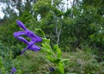 ImSalvia guaranitica 'Violet Eyes'