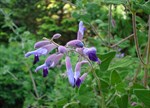 Salvia semiatrata