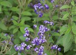 Heliotropium arborescens 'Cherry Pie'