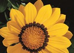 Gazania rigens 'Daybreak Yellow'