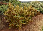 Coprosma 'Evening Glow'