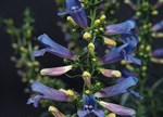 Penstemon heterophyllus 'Electric Blue'