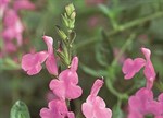 Salvia greggii 'Navajo Pink'
