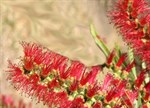 Callistemon viminalis 'Dawson River'