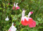 Salvia microphylla 'Hot Lips'