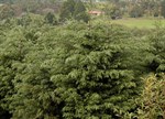 Cupressus lusitanica benthamii 'Dwarf'