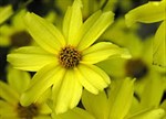 Coreopsis verticillata 'Moonbeam'