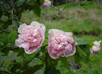 Abutilon x hybridum 'Pink Swirls'