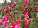 Fuchsia 'Beacon'