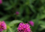 Gomphrena 'Fireworks'