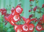 Penstemon rubicundus