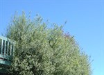 Pittosporum tenuifolium 'James Stirling'