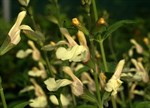Salvia x jamensis 'Yellow'