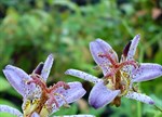 Tricyrtis lasiocarpa