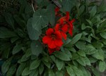 Tropaeolum x majus 'Red Ebony'