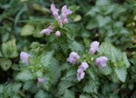 Lamium maculatum 'Pink Nancy'