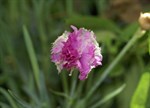 Dianthus 'Olde English'