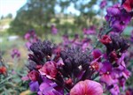 Erysimum 'Bowles Mauve'