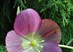 Helleborus x hybridus 'Pink Baron'