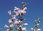 Penstemon 'Mother of Pearl'