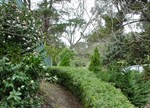 Buxus sempervirens 'Lattifolia Macrophylla'