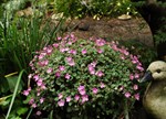 Erodium variabile 'Bishops Form'