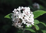 Viburnum carlesii