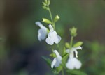 Salvia microphylla 'Snow White'