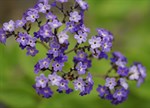 Heliotropium arborescens 'Cherry Pie'